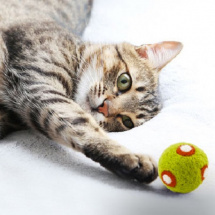 Kulička pro kočku s kozlíkem - Muchomůrky v trávě