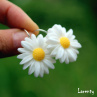 Kopretiny 2,5 cm