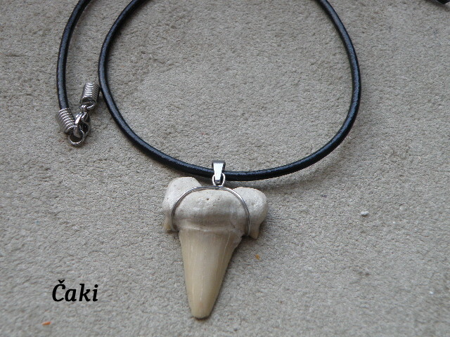 Žraločí zoubek v nerezu č. 1