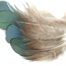 Peříčka bažantí obrysová, přírodní - barva modrozelená s měděným nádechem 4ks