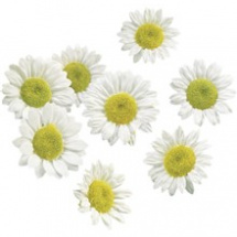 Plastové květy kopretiny (30ks) (217611102)
      